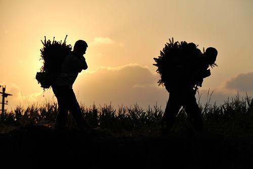 在寧夏回族自治區(qū)涇源縣香水鎮(zhèn)城關(guān)村,村民在搬運即將銷往外地的云杉樹苗(8月18日攝)。 新華社記者 彭昭之 攝
