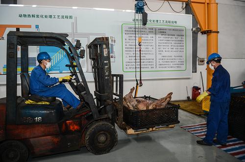 9月13日,工作人員把病死豬運(yùn)到車間內(nèi),準(zhǔn)備送入熱解碳化機(jī)器內(nèi)進(jìn)行碳化處理。目前運(yùn)行的這臺(tái)熱解碳化機(jī)是浙江省悟能環(huán)??萍及l(fā)展有限公司研發(fā)的,擁有目前國(guó)內(nèi)首創(chuàng)的熱解炭化病死動(dòng)物處理專利技術(shù)。該機(jī)器采用生物質(zhì)燃料,發(fā)熱量大,碳排放污染少,每次(約4個(gè)小時(shí))可處理800公斤病死豬,處理后形成的黑色炭狀物質(zhì)可以作為肥料、燃料等多種用途。傳統(tǒng)的處理死豬的方式占地面積大、成本高、廢水殘?jiān)幚黼y度大造成養(yǎng)殖戶處理病死動(dòng)物積極性不高,很多人將死豬隨意丟棄,今年3月發(fā)生的黃浦江“豬漂流”事件將病死動(dòng)物處理問題推上輿論的風(fēng)口浪尖。據(jù)介紹,熱解炭化處理方法在無(wú)氧的條件下進(jìn)行干燥、加熱,最終成為黑色的炭化物,產(chǎn)生的煙氣通過管道進(jìn)入燃燒室作為燃料進(jìn)行燃燒。碳化法相對(duì)于其它病死豬的處理方法不僅成本降低了一半,而且滅菌徹底、沒有異味,最終形成的炭化物磨成粉狀后可以直接用作土壤改良劑、燃料,并且吸附臭味的能力優(yōu)于木質(zhì)炭5至10倍。目前,生豬養(yǎng)殖數(shù)超過260萬(wàn)頭的湖州市通過購(gòu)買服務(wù)的方式委托企業(yè)對(duì)死豬進(jìn)行熱解碳化集中處理。在試運(yùn)行的4個(gè)月內(nèi),浙江省悟能環(huán)??萍及l(fā)展有限公司共處理死豬200余噸,舟山、嘉興等多個(gè)地市也都在