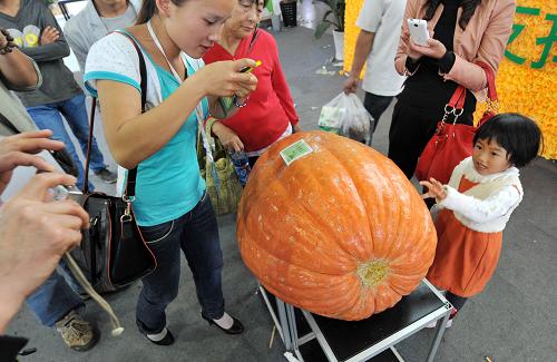 10月12日,昆明市民在第九屆中國(guó)昆明泛亞國(guó)際農(nóng)業(yè)博覽會(huì)上觀賞一個(gè)重達(dá)140公斤的可食用南瓜。 目前,為期五天的2013第九屆中國(guó)昆明泛亞國(guó)際農(nóng)業(yè)博覽會(huì)在昆明國(guó)際會(huì)展中心舉行。本次展會(huì)以“發(fā)展高原特色農(nóng)業(yè),探索現(xiàn)代農(nóng)業(yè)新路”為主題,共吸引了10多個(gè)國(guó)家和地區(qū)的1000多家企業(yè)參展。參展產(chǎn)品包括名特優(yōu)農(nóng)產(chǎn)品、農(nóng)業(yè)生產(chǎn)資料、園林花卉、農(nóng)業(yè)高新技術(shù)成果等,其中富有特色的各種綠色、生態(tài)、無(wú)公害食品尤其是優(yōu)質(zhì)瓜果蔬菜及花卉受到客商和消費(fèi)者的青睞。 新華社記者 藺以光 攝