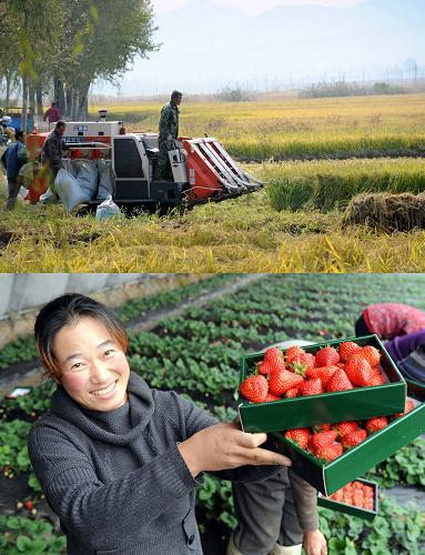 糧食豐收、農(nóng)產(chǎn)品大面積種植為遼寧振興提供堅實基礎(chǔ)。上圖:2009年10月6日,遼寧本溪農(nóng)民在田里機(jī)械化收割作業(yè)(新華社記者李鋼攝);下圖:2012年1月17日,丹東市東港椅圈鎮(zhèn)農(nóng)民在大棚摘草莓(新華社記者楊青攝)。新華社發(fā)