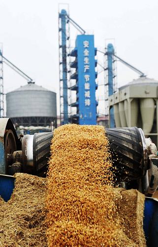 黑龍江省2013年最低收購(gòu)價(jià)稻谷收購(gòu)正式啟動(dòng) 11月16日,在中儲(chǔ)糧哈爾濱直屬庫(kù),送糧車輛卸下送來(lái)的稻谷。 當(dāng)日,黑龍江省2013年最低收購(gòu)價(jià)稻谷收購(gòu)正式開(kāi)秤,全省13個(gè)地市同步啟動(dòng)。最低收購(gòu)價(jià)稻谷收購(gòu)時(shí)間從2013年11月16日起至2014年3月31日止。收購(gòu)價(jià)為每市斤1.50元。 新華社記者 王建威 攝