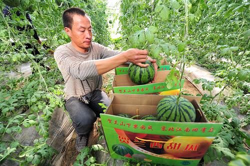 在寧夏賀蘭縣習崗鎮(zhèn)新平現(xiàn)代設施農業(yè)示范園區(qū)內,農戶在新型多層覆蓋節(jié)能日光溫棚內將“吊瓜”裝箱準備運往縣城銷售(1月9日攝)。 新華社記者 彭昭之 攝