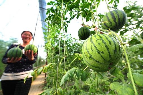 在寧夏賀蘭縣習崗鎮(zhèn)新平現(xiàn)代設施農業(yè)示范園區(qū)內,農戶在新型多層覆蓋節(jié)能日光溫棚內采摘成熟的“吊瓜”(1月9日攝)。新華社記者 彭昭之 攝