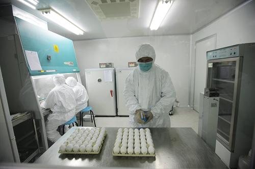 6月8日,科研人員在進行毒株種子批的制備工作。當日,來自美國的甲型H1N1流感疫苗生產(chǎn)用毒株NYMCX-179A,從美國運抵北京,并經(jīng)過通關(guān)、檢驗檢疫等手續(xù)后,送抵北京科興生物制品有限公司。已經(jīng)完成疫苗臨床研究工作的北京科興當晚啟動了毒株種子批的制備工作,這標志著甲型H1N1流感疫苗的批量生產(chǎn)正式啟動,并有望于7月底生產(chǎn)出首批疫苗。新華社記者 邢廣利 攝