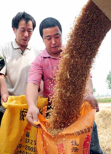 6月1日,河南省臨潁縣固廂鄉(xiāng)七里南村的農(nóng)民在用口袋盛裝小麥。新華社記者 王頌 攝