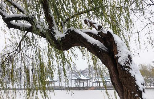12月15日,武漢東湖公園的樹(shù)上已有不少積雪。當(dāng)日,武漢市降下今年入冬的第一場(chǎng)雪。新華社記者 程敏 攝