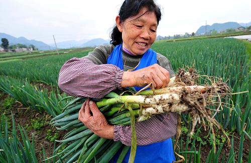 4月21日,在綏陽(yáng)縣蒲場(chǎng)鎮(zhèn)高坊子村,農(nóng)民王英家正在搶收大蔥,騰地?fù)Q種。 在遭受大旱災(zāi)之年,有“黔北糧倉(cāng)”之稱(chēng)的貴州省綏陽(yáng)縣,發(fā)動(dòng)全縣干部深入田間,幫助災(zāi)區(qū)群眾解決生產(chǎn)和生活中遇到的實(shí)際困難,并推行問(wèn)責(zé)制,力爭(zhēng)做到結(jié)構(gòu)調(diào)整不荒地,降低損失不減收。到目前為止,全縣已完成水稻旱地育苗8000多畝,玉米育苗1.2萬(wàn)畝,調(diào)入化肥9100噸、農(nóng)膜285噸、農(nóng)藥75噸,實(shí)施水改旱5.5萬(wàn)畝。 新華社記者 楊楹 攝