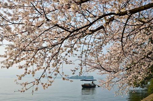 一只游船向杭州西湖“平湖秋月”邊的櫻花樹下劃來(2011年3月31日攝)。 6月24日,在法國巴黎舉行的第35屆世界遺產(chǎn)大會正式將中國“杭州西湖文化景觀”列入《世界遺產(chǎn)名錄》。 新華社發(fā)