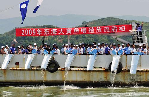 福建增殖放流300萬尾子一代大黃魚 圖為大黃魚增殖放流現(xiàn)場(6月6日攝)。 當(dāng)日,農(nóng)業(yè)部與福建省政府聯(lián)合在寧德三都灣海域開展大黃魚增殖放流活動,300萬尾子一代大黃魚放流三都澳。近年來,福建省共投入資金3970多萬元,增殖放流魚、蝦、貝等苗種14.5億尾,通過連續(xù)多年的增殖放流,漁業(yè)資源明顯恢復(fù),取得了顯著的生態(tài)、經(jīng)濟和社會效益。 新華社記者 魏培全 攝