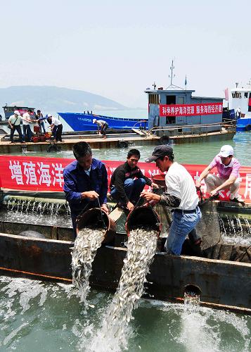 福建增殖放流300萬尾子一代大黃魚 圖為大黃魚增殖放流活動現(xiàn)場(6月6日攝)。 當(dāng)日,農(nóng)業(yè)部與福建省政府聯(lián)合在寧德三都灣海域開展大黃魚增殖放流活動,300萬尾子一代大黃魚放流三都澳。近年來,福建省共投入資金3970多萬元,增殖放流魚、蝦、貝等苗種14.5億尾,通過連續(xù)多年的增殖放流,漁業(yè)資源明顯恢復(fù),取得了顯著的生態(tài)、經(jīng)濟和社會效益。 新華社記者 魏培全 攝