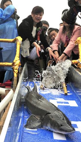4月8日,人們將人工繁育的“子一代”中華鱘放歸長江。當(dāng)日上午,1200多尾素有“水中大熊貓”之稱的中華鱘在長江三峽大壩下游湖北宜昌胭脂園放流。這是我國今年首次在長江大規(guī)模放流全人工繁育的中華鱘。除1000尾“子二代”中華鱘外,8日還放流中華鱘“子一代”210尾、胭脂魚1萬尾,其中20公斤規(guī)格的“子一代”中華鱘有200尾。“子一代”中華鱘是利用野生中華鱘親魚,經(jīng)過人工繁殖培育的中華鱘。在此基礎(chǔ)上,將“子一代”中華鱘卵通過人工手段孵化,可得到“子二代”中華鱘群體。新華社發(fā)(肖佳法 攝)
