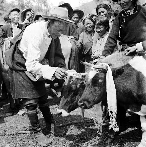 1959年:翻身農(nóng)奴把歌唱 1959年8月5日,西藏山南乃東縣一農(nóng)協(xié)會將農(nóng)奴主的226頭牲畜分給37戶貧苦農(nóng)民。圖為典巴畢吉向剛分的兩頭牛掛哈達(dá)。 “太陽啊霞光萬丈,雄鷹啊展翅飛翔,高原春光無限好,叫我怎能不歌唱。驅(qū)散烏云見太陽,幸福的歌聲傳四方。”藏族同胞的嘹亮歌聲,唱出了民主改革后西藏人民的幸福生活。 西藏自古以來就是我國領(lǐng)土不可分割的一部分。新中國成立后,中央政府根據(jù)國內(nèi)外形勢,為維護(hù)民族團(tuán)結(jié),確定了和平解放西藏的方針。1951年5月23日,中央人民政府和西藏地方政府正式簽署《關(guān)于和平解放西藏辦法的協(xié)議》(又稱《十七條協(xié)議》)?!秴f(xié)議》簽訂后,人民解放軍開始進(jìn)入西藏,幫助西藏人民發(fā)展生產(chǎn),開展貿(mào)易。 中央政府保護(hù)西藏的政治、宗教制度,幫助發(fā)展西藏的經(jīng)濟(jì)文化,改善人民生活。為了改善西藏的交通狀況,黨和政府修筑了康藏公路和青藏公路。這兩條公路建成通車后,大批物資源源不斷地運(yùn)到西藏,緩解了進(jìn)藏部隊和工作人員物資供應(yīng)的困難,也大大改善了西藏人民的生活。西藏的社會經(jīng)濟(jì)在中央政府的幫助下有了很大發(fā)展。 但是,民族分裂