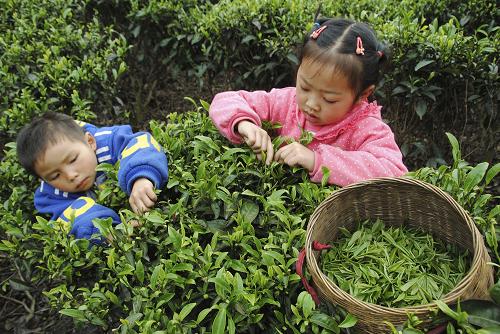 4月9日,在貴州省獨(dú)山縣兔場鎮(zhèn)桑麻村,兩名孩子在幫忙搶摘即將變老的“都勻毛尖”茶葉。近年來,貴州茶園種植面積不斷擴(kuò)大,“都勻毛尖”的種植面積已從2000年以前的0.83萬畝,擴(kuò)大到現(xiàn)在的近14萬畝,可采茶園7萬余畝。然而,隨著當(dāng)?shù)剞r(nóng)村勞動力大量外出務(wù)工,部分“都勻毛尖”產(chǎn)地的采茶工數(shù)量嚴(yán)重不足,缺口達(dá)數(shù)萬人。當(dāng)?shù)氐牧羰乩先?、小孩及?jié)假日休息的學(xué)生成了采茶的主力軍。一些茶葉因來不及采摘而在茶園里變老。新華社發(fā)(楊文斌 攝)