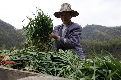 4月18日,在湖北省五峰土家族自治縣長樂坪鎮(zhèn)腰牌村,農(nóng)民正在收割越冬香蒜。 湖北省五峰土家族自治縣位于海拔1000米左右的高山,過去大秋作物收獲后,土地即進(jìn)入越冬空閑期,直到次年4月底才開始種植蔬菜作物。2011年11月,該縣興農(nóng)蔬菜專業(yè)合作社從河南引進(jìn)香蒜種子,指導(dǎo)農(nóng)戶進(jìn)行試驗(yàn)種植獲得成功,高山蔬菜生產(chǎn)由過去的一年種植一季,增加到一年兩季,為農(nóng)民開辟了新的增收渠道。新華社發(fā)(文振效 攝)