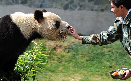 云南野生動物園的一名飼養(yǎng)員(右)為大熊貓美茜喂食(2009年3月4日攝)。 2008年汶川地震發(fā)生后,四川臥龍中國保護(hù)大熊貓研究中心將三只2歲的大熊貓送到云南野生動物園寄養(yǎng)。2012年以來,隨著研究中心新基地的建設(shè)完成,寄養(yǎng)在外的大熊貓也已經(jīng)陸續(xù)返回家鄉(xiāng)。鑒于云南民眾想要挽留大熊貓的意愿,臥龍中國保護(hù)大熊貓研究中心目前已經(jīng)同意把面臨返回的兩只雌性大熊貓思嘉、美茜繼續(xù)留在云南生活,該研究中心也會安排技術(shù)員常駐云南野生動物園進(jìn)行指導(dǎo),每年還會安排專家和獸醫(yī)不定期檢查飼養(yǎng)管理情況,確保兩只大熊貓健康成長。 18日,云南省昆明市舉辦了一場“挽留熊貓·我在行動”萬人簽名活動,希望將云南人民的真心傳達(dá)到四川,把大熊貓留在云南。新華社記者 藺以光 攝