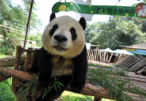 寄養(yǎng)在云南野生動物園的大熊貓思嘉好奇地面對記者的鏡頭(8月12日攝)。新華社記者 藺以光 攝