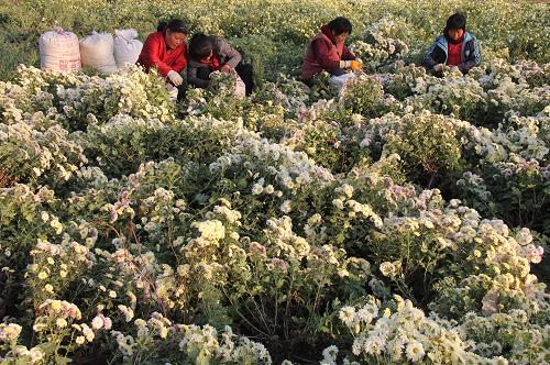 11月6日,河南省焦作市溫縣趙堡鎮(zhèn)軍地灘村農(nóng)民在采摘懷菊花。秋末冬初,河南省焦作市溫縣約10萬(wàn)畝“四大懷藥”陸續(xù)進(jìn)入收獲期,當(dāng)?shù)剞r(nóng)民趁晴好天氣抓緊采收。近年來(lái),溫縣充分利用“四大懷藥”原產(chǎn)地之一的地域優(yōu)勢(shì),采取“公司+基地+農(nóng)戶(hù)”和懷藥專(zhuān)業(yè)合作社的生產(chǎn)模式,大力發(fā)展“四大懷藥”特色產(chǎn)業(yè),惠及溫縣萬(wàn)余戶(hù)農(nóng)民,年直接增收約3億元,成為當(dāng)?shù)剞r(nóng)民增收致富的重要途徑。河南省焦作市一帶古稱(chēng)懷慶府,當(dāng)?shù)厥a(chǎn)的懷山藥、懷菊花、懷地黃、懷牛膝被稱(chēng)為“四大懷藥”,在國(guó)內(nèi)外素有“華藥”之盛譽(yù)。新華社發(fā)(徐宏星 攝)