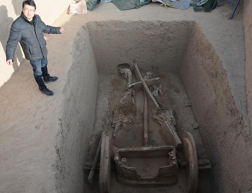 甘肅甘谷出土距今2000多年的秦人戰(zhàn)車 在甘肅省甘谷縣毛家坪遺址新發(fā)掘的車馬坑內,考古發(fā)掘領隊、西北大學文化遺產學院教授梁云在介紹戰(zhàn)車構造(11月28日攝)。 近期,甘肅省甘谷縣新出土的一輛秦人戰(zhàn)車再現了2000多年前秦人出征時的威武雄姿。據甘谷縣毛家坪遺址考古發(fā)掘領隊、西北大學文化遺產學院教授梁云介紹,這輛戰(zhàn)車的車廂、車輪、車轅、車軛等構件保存比較完整,駕車的兩匹駿馬的骨架也清晰可見,兩馬中間還擺放著一桿長約3米的長矛。據推斷,這一戰(zhàn)車的時間約為春秋早期,距今約2700年至2600年,為研究秦早期的作戰(zhàn)車馬及歷史文化提供了寶貴的實物資料。 新華社記者王艷明攝