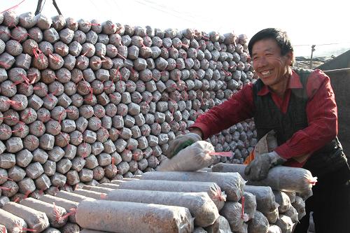 2月26日,在河北省平泉縣臥龍鎮(zhèn)廟后村百畝食用菌園區(qū),菌農(nóng)在準(zhǔn)備外運(yùn)菌袋。 當(dāng)日,在河北省平泉縣各鄉(xiāng)鎮(zhèn)、食用菌科技示范基地、示范園區(qū)里,菇農(nóng)們趕在春耕前,忙著建菌棚、備料、蒸菌袋、接菌,全面開始新一年的食用菌生產(chǎn)。近年來(lái),平泉縣實(shí)現(xiàn)了食用菌生產(chǎn)的園區(qū)化、科學(xué)化、工廠化,食用菌產(chǎn)品銷售到國(guó)內(nèi)20多個(gè)大中城市,并出口到10多個(gè)國(guó)家和地區(qū)。2013年,全縣食用菌產(chǎn)量超過(guò)40萬(wàn)噸,產(chǎn)值達(dá)40億元。新華社發(fā)(劉環(huán)宇 攝)