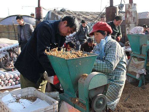 2月26日,在河北省平泉縣臥龍鎮(zhèn)廟后村百畝食用菌園區(qū),菌農(nóng)在填裝菌袋。 新華社發(fā)(劉環(huán)宇 攝)