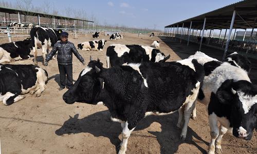 3月20日,山東省鄒平縣長豐生態(tài)農(nóng)場的工人在牧場照料奶牛。近日,氣溫回升,位于山東省濱州市鄒平縣長山鎮(zhèn)的長豐生態(tài)大農(nóng)場的農(nóng)場工人開始忙著麥田管理、采摘蔬菜、禽畜養(yǎng)殖、社區(qū)配送,一派忙碌景象。長豐農(nóng)場是當?shù)卮迕窭钚l(wèi)東利用流轉(zhuǎn)周邊村莊的3000余畝土地逐步建立起來的大規(guī)模家庭式農(nóng)場。農(nóng)場以糧食規(guī)?;N植為主,設(shè)施蔬菜、禽畜養(yǎng)殖、奶牛養(yǎng)殖、糧食存貯、園藝農(nóng)業(yè)、沼氣輸送等農(nóng)業(yè)項目為輔。農(nóng)場采用農(nóng)田--牧場--沼氣農(nóng)肥生產(chǎn)循環(huán)模式,雇傭附近的農(nóng)民為農(nóng)場工人,建立農(nóng)場糧食儲存庫,讓周邊農(nóng)民能夠適時存糧賣糧,實現(xiàn)農(nóng)民與農(nóng)場的雙向互動,促進農(nóng)民穩(wěn)定增收,促進農(nóng)業(yè)高效發(fā)展。新華社發(fā)(董乃德 攝)