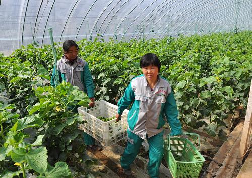 3月20日,山東省鄒平縣長豐生態(tài)農(nóng)場的工人在采摘黃瓜。新華社發(fā)(董乃德 攝)