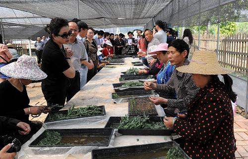 4月15日,各地紅十字會代表在博愛家園綿竹市孝德鎮(zhèn)建全種植合作社向農(nóng)戶了解種植薰衣草的經(jīng)濟價值。2008年的汶川地震使四川省綿竹市孝德鎮(zhèn)年畫村的2700多戶村民蒙受重大損失,中國紅十字總會調(diào)撥資金援助,并從2012年起在這里實施了“紅十字博愛家園”項目,推動社區(qū)治理、促進社區(qū)發(fā)展,提升社區(qū)應(yīng)急救援、應(yīng)急救護等能力,幫助受災(zāi)群眾重建美好家園。新華社記者 何俊昌 攝