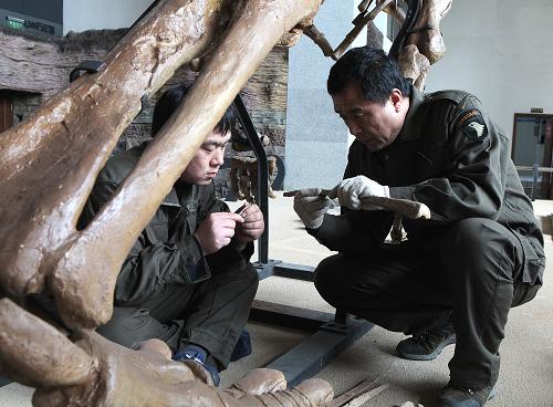 工作人員在復(fù)原“遼寧巨龍”(2013年3月28日攝)。 新華社發(fā)(白鐵軍 攝)