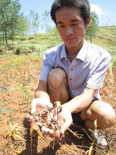 7月24日,在貴州省松桃苗族自治縣盤石鎮(zhèn)芭茅村,村民在展示干枯的百合葉子,干旱導致大量百合枯死,村里種植的百合減產(chǎn)嚴重。自6月中旬以來,貴州省松桃苗族自治縣遭遇持續(xù)高溫少雨天氣,造成該縣28個鄉(xiāng)鎮(zhèn)不同程度受災。截至7月24日,松桃苗族自治縣受災人口達28.13萬人,3.85萬人發(fā)生飲水困難。新華社記者 李黔渝 攝