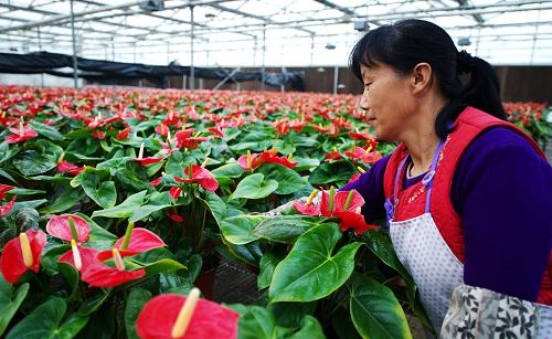 10月30日,工作人員在鄧莊農(nóng)業(yè)科技示范園養(yǎng)護盆栽紅掌。河北省衡水市鄧莊農(nóng)業(yè)科技示范園自1998年建立至今,累計完成投資8000多萬元,建設高級日光溫室150棟,17000平方米全智能聯(lián)棟溫室2棟,建成工廠化育苗、無公害蔬菜檢測、科技示范推廣、高檔花卉繁育種植、農(nóng)業(yè)技術人才培訓、凈菜加工配送六個中心。據(jù)了解,目前該園區(qū)年產(chǎn)值1200余萬元,已帶動周邊3萬多農(nóng)民增收致富。新華社發(fā)(牟宇 攝)