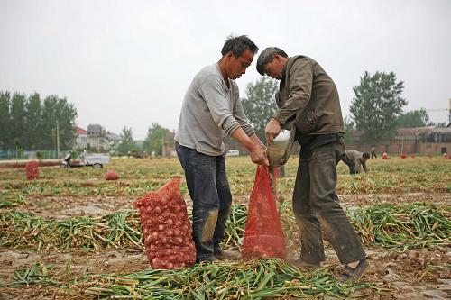 5月22日,金鄉(xiāng)縣兩位蒜農(nóng)在田間整理收獲的大蒜。新華社發(fā)(李方宇 攝)
