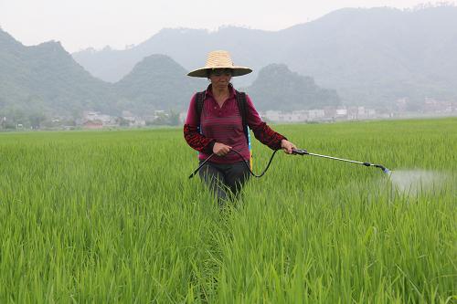 5月20日,在廣西來(lái)賓市武宣縣桐嶺鎮(zhèn)石崗村,農(nóng)民在稻田里噴藥防蟲。新華社發(fā)(陳冬梅 攝)