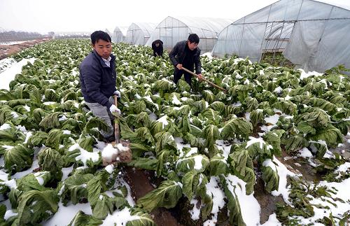 1月5日,南昌縣三江源蔬菜有限公司組織員工為蔬菜地清溝排水。針對近日雨雪低溫天氣對農(nóng)業(yè)生產(chǎn)造成的危害,江西南昌縣農(nóng)業(yè)部門派出工作組,組織技術(shù)服務(wù)指導(dǎo)人員深入冬季農(nóng)作物重點產(chǎn)區(qū)、蔬菜基地、農(nóng)業(yè)專業(yè)合作社及蔬菜種植大戶,指導(dǎo)農(nóng)民加固蔬菜溫室大棚等設(shè)施,及時清除積雪,增強設(shè)施保溫抗寒能力,全力做好當(dāng)前農(nóng)業(yè)防凍減災(zāi)工作。新華社記者 宋振平 攝