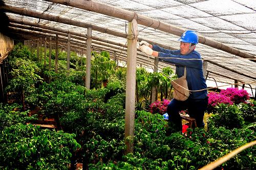 3月14日,在山東省桓臺縣果里鎮(zhèn)鳳鳴村的生態(tài)花卉園區(qū),電工在為花棚維修供電線路。新華社發(fā)(遠(yuǎn)德亮 攝)