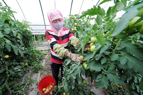 9月4日,在寧夏西吉縣華林設(shè)施農(nóng)業(yè)基地內(nèi),農(nóng)戶在大棚里采摘番茄。新華社記者 彭昭之 攝