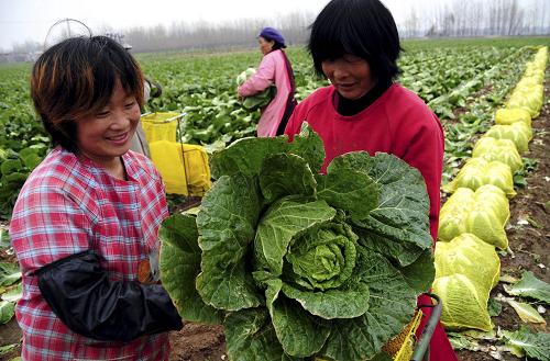11月21日,山東省臨沂市郯城縣馬頭鎮(zhèn)蔬菜種植專業(yè)合作社社員將收獲的大白菜裝袋。初冬時(shí)節(jié),山東省臨沂市郯城縣10余萬畝大白菜豐收上市,當(dāng)?shù)厥卟朔N植專業(yè)合作社通過在互聯(lián)網(wǎng)銷售平臺(tái)發(fā)布信息、在超市設(shè)立銷售專柜等辦法主動(dòng)打開銷路,解決菜農(nóng)白菜銷售難的問題。目前郯城縣共在周邊省市超市設(shè)立白菜直供專柜21個(gè),與7家蔬菜加工企業(yè)簽訂了購銷合同,日銷售白菜約20萬噸。