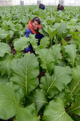 12月28日,甘愛平(前)等農(nóng)民在袁州區(qū)現(xiàn)代農(nóng)業(yè)示范園為蔬菜除草。新華社記者 宋振平攝
