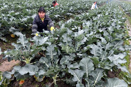 12月28日,廖風(fēng)英(前)等農(nóng)民在袁州區(qū)現(xiàn)代農(nóng)業(yè)示范園為有機(jī)蔬菜西蘭花除草。新華社記者 宋振平攝