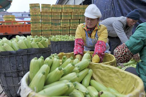 1月6日,在廣西田陽縣果蔬綜合批發(fā)市場,工人在挑選準(zhǔn)備外運的西葫蘆。新華社記者 周華 攝