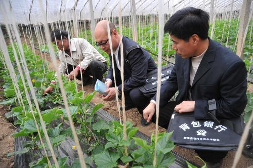 3月6日,山西運(yùn)城市新絳縣澤掌農(nóng)村信用社兩名信貸員來(lái)到樂(lè)豐莊村菜農(nóng)范珍海(左一)承包的蔬菜大棚,了解春耕備耕資金需求。春耕時(shí)節(jié),山西運(yùn)城市13個(gè)縣市(區(qū))農(nóng)村信用社近千名信貸人員進(jìn)農(nóng)家、進(jìn)大棚、進(jìn)田間,主動(dòng)上門(mén)走訪,了解農(nóng)民春耕備耕所需資金情況,解答信貸疑問(wèn),為農(nóng)民春耕備耕助力。