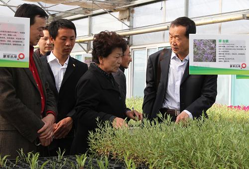 4月24日,來自全國各地的草業(yè)科技專家在內(nèi)蒙古蒙草抗旱股份有限公司原生抗旱植物研發(fā)中心考察蒙古蕕培育情況。經(jīng)過多年努力,內(nèi)蒙古草業(yè)科技專家目前已成功培育出50多種原生抗旱植物,并逐步應(yīng)用到節(jié)水生態(tài)建設(shè)中,達(dá)到低碳、低成本的生態(tài)效果。新華社記者 李云平 攝