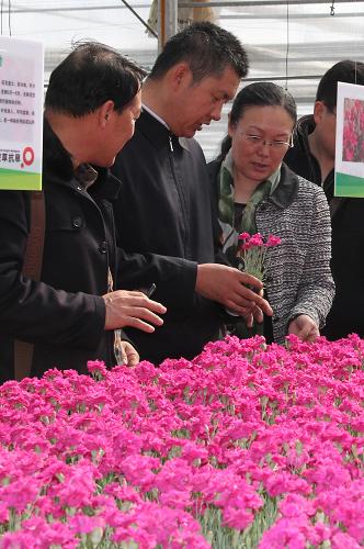 4月24日,來自全國各地的草業(yè)科技專家在內(nèi)蒙古蒙草抗旱股份有限公司原生抗旱植物研發(fā)中心考察雜交石竹培育情況。新華社記者 李云平 攝