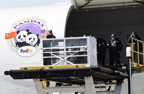 2010年2月4日,在美國首都華盛頓杜勒斯國際機場,大熊貓“泰山”被運上專機。深受美國人民喜愛的大熊貓“泰山”當天告別了出生并生活了四年半的華盛頓動物園,乘坐“聯(lián)邦熊貓快遞”貨運專機,踏上了前往中國四川熊貓基地的回家路。 新華社記者蔣國鵬攝