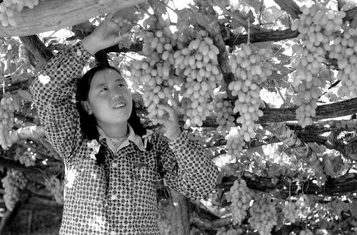 這是河北宣化市農(nóng)民在葡萄園里剪摘葡萄(1953年攝)。新華社記者 盛果 攝