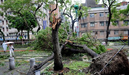 臺(tái)風(fēng)過(guò)后,臺(tái)北市路樹(shù)受損近千處,許多大樹(shù)被連根拔起。