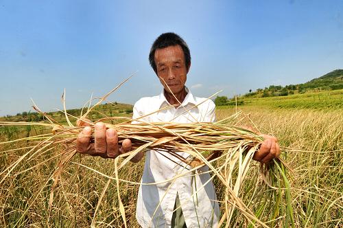 8月1日,湖南衡陽市祁東縣蔣家橋鎮(zhèn)的一名村民手捧枯死的水稻。新華社記者 龍弘濤 攝