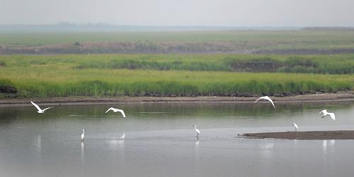 6月2日,幾只水鳥在東洞庭湖國家級自然保護區(qū)濕地飛行。 今年以來的持續(xù)旱情,使被列入“世界重要濕地名錄”的東洞庭湖自然保護區(qū)核心水域大幅萎縮,保護區(qū)內生物多樣性遭到破壞。據(jù)介紹,整個保護區(qū)面積為1900平方公里,其中核心區(qū)域面積為290平方公里?,F(xiàn)在核心區(qū)僅有水域面積43.5平方公里,其余85%均處于干旱狀態(tài)。 記者在保護區(qū)看到,原先濕地核心區(qū)域廣闊的水域變成了茫茫的草地和零星的水洼。目前干旱已造成濕地沉水植被、定居性魚類以及底棲生物如螺蚌等大量死亡。由于植被和魚類大量減少,以此為食的鳥類數(shù)量將可能隨之減少,江豚的取食難度也將增加。據(jù)東洞庭湖國家級自然保護區(qū)管理局采桑湖管理站站長高大力介紹,盡管目前冬候鳥已經(jīng)北遷,但其后遺影響極有可能在今年下半年凸顯。同時由于3到5月份是麋鹿產(chǎn)仔期,食物和水源受影響后,分布在洞庭湖區(qū)濕地約60頭麋鹿的產(chǎn)仔和哺育也可能因干旱受到較大影響。新華社記者 李尕 攝