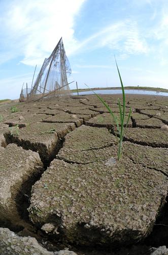 東洞庭國家級自然保護區(qū)湖濕地里一塊干涸的洼地上長出一棵青草(6月1日攝)。 新華社記者 李尕 攝