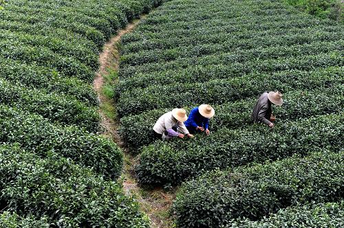 4月10日,在河南信陽一處茶園,幾位茶農(nóng)在采摘新茶。時(shí)下正是河南信陽茶區(qū)集中采摘期,記者在信陽市部分茶場(chǎng)采訪時(shí)看到,一些小戶茶農(nóng)種植、經(jīng)銷戶由于茶葉的炒制工藝落后、市場(chǎng)對(duì)接不暢、形不成規(guī)模等原因,使茶葉鮮葉在收購、初制加工環(huán)節(jié)出現(xiàn)廠家收購價(jià)格偏低、壓級(jí)壓價(jià)、市場(chǎng)交易冷淡等現(xiàn)象。當(dāng)?shù)夭柁r(nóng)呼吁,希望政府部門給予技術(shù)支持,加強(qiáng)市場(chǎng)指導(dǎo),提高抵御市場(chǎng)風(fēng)險(xiǎn)能力,使小戶茶農(nóng)利益得到有效保護(hù)。新華社記者 朱祥 攝