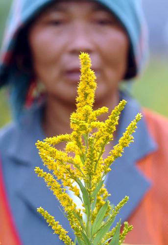 一位農婦在展示3個月前曾被割除、又重新開花的“加拿大一枝黃花”(2004年11月11日攝)。“加拿大一枝黃花”是我國上海等地在20世紀30年代從北美引進的觀賞植物,后逸生野外,具有極強的繁殖和快速占有空間的能力,壓制本地植物生長,破壞入侵地的植被生態(tài)平衡。 新華社記者 王定昶 攝